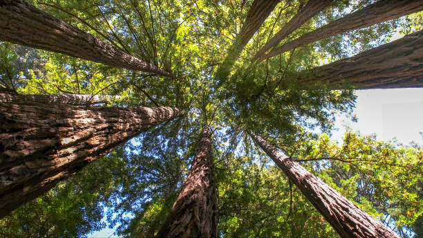 The Steps Involved in Our Tree Care Process in Weiser, ID